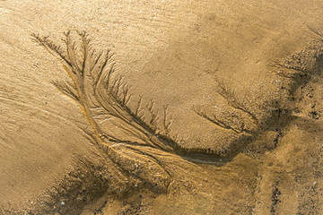 Close up of treelike shapes curved in golden sand by the ocean