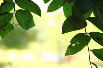 moldura de folhas