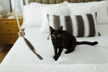 Black Cat Staring Wide-Eyed at Cat Toy