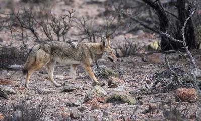 Naklejka na ściany i meble Coyote en el desierto de México
