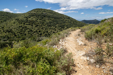 Fototapeta premium vegetacion tipica mediterranea, Puig de Son Reus, 489m. Randa, Mallorca, Balearic Islands, Spain