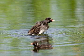 Little Grebe, tachybaptus ruficollis, Chicks standing on Pond, Normandy