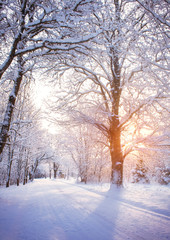snowy alley in cold winter morning at countryside