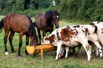 French trotter horse and Normandy Cow, Domestic Cattle