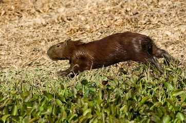Capybara, hydrochoerus hydrochaeris, Los Lianos in Venezuela