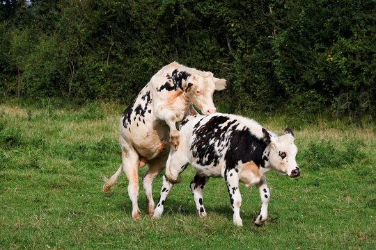 Normandy Cow, Domestic Cattle, Pair mating