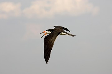 Black Skimmer, rynchops niger, Adult in Flight, Los Lianos in Venezuela