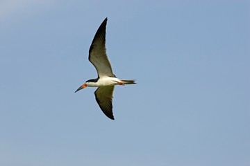 Black Skimmer, rynchops niger, Adult in Flight, Los Lianos in Venezuela