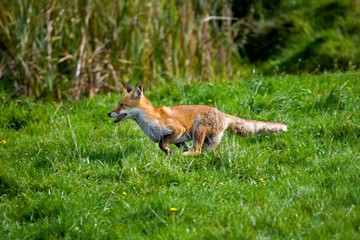 Red Fox, vulpes vulpes, Adult running on Grass, Normandy