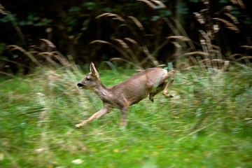 Roe Deer, capreolus capreolus, Female running through Long Grass, Normandy