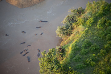 Aerial View of Hippos in Kenya, Africa