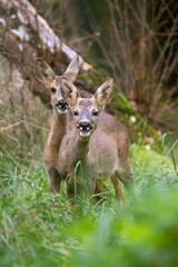 Roe Deer, capreolus capreolus, Females in Long Grass, Normandy