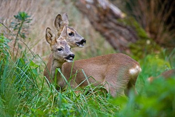 Roe Deer, capreolus capreolus, Females in Long Grass, Normandy