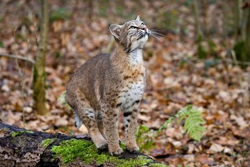 Fototapeta na wymiar European Lynx, felis lynx, Adult looking up