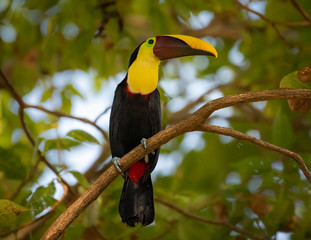 toucan