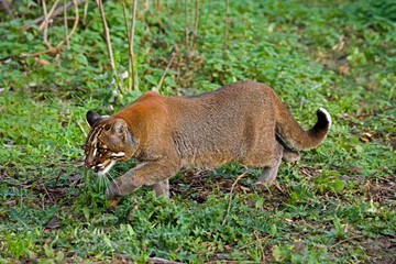 Asian Golden Cat or Temmink's Cat, catopuma temmincki, Adult © slowmotiongli
