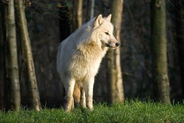 Arctic Wolf, canis lupus tundrarum