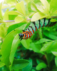 butterfly on flower 