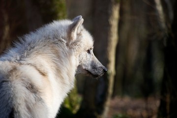 Arctic Wolf, canis lupus tundrarum