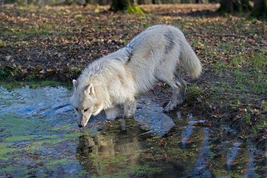 Arctic Wolf, canis lupus tundrarum, Adult entering Water