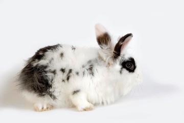 Black and White Dwarf Domestic Rabbit against White Background