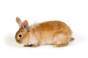 Red Dwarf Domestic Rabbit against White Background