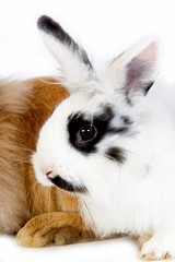 Black and White Dwarf Domestic Rabbit against White Background