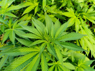 marijuana leaf background