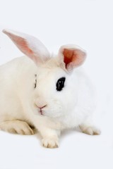 Hotot Domestic Rabbit, Breed from Normandy