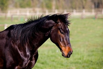 Obraz premium English Thoroughbred, Portrait of Male