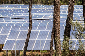 parque de energía solar fotovoltaica, ses Barraques, Calviá, Mallorca, Balearic Islands, Spain