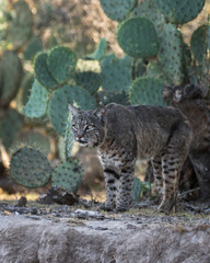 Lince Rojo en el desierto Mexicano