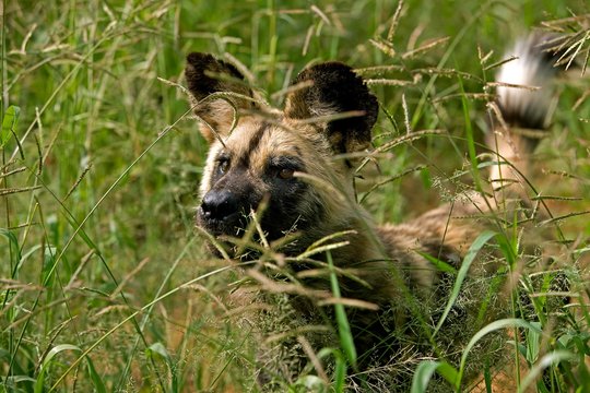 African Wild Dog, lycaon pictus, Adult camouflaged behing Long Grass, Namibia