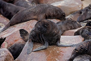 Fototapeta premium South African Fur Seal, arctocephalus pusillus, Pup standing on Rocks, Cape Cross in Namibia