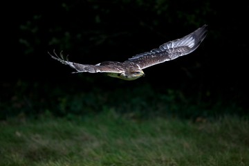 Ferruginous Hawk, buteo regalis, Adult in Flight