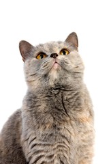 Blue Cream British Shorthair Domestic Cat, Portrait of Female against White Background