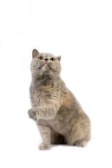 Blue Cream British Shorthair Domestic Cat, Female sitting against White Background