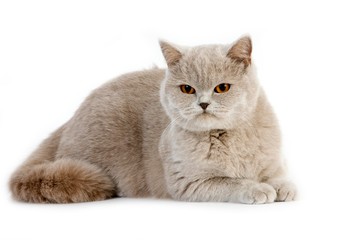 Lilac British Shorthair Dometic Cat, Female standing against White Background