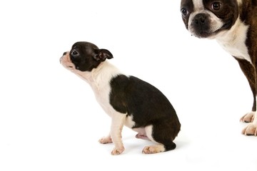 Boston Terrier Dog, Mother and Pup against White Background