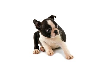 Boston Terrier Dog, Pup against White Background