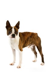 Boston Terrier Dog, male against White Background