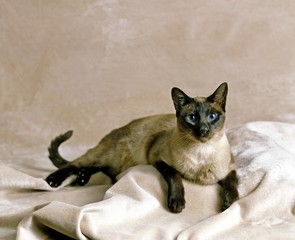 Seal Point Siamese Domestic Cat, Adult