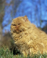 Naklejka na ściany i meble Red Persian Domestic Cat