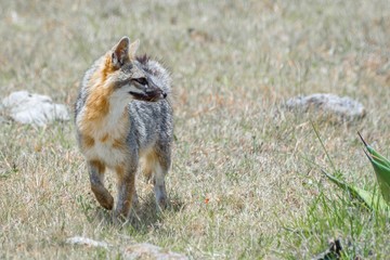 Zorro gris en el bosque mexicano
