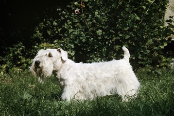 Naklejka na ściany i meble Sealyham Terrier Dog standing on Grass