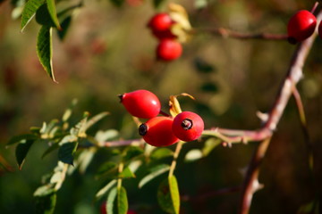 róża,owoc,Rosa canina,dzika róża © Marcin Łazarczyk