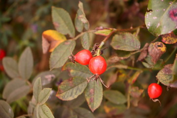 róża,owoc,Rosa canina,dzika róża © Marcin Łazarczyk
