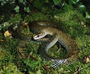 Montpellier Snake, malpolon monspessulanus