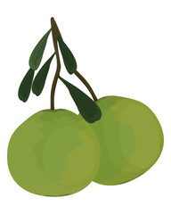 isolated pomelo on white background vector design