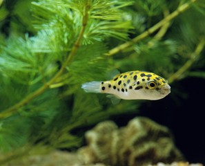 Spotted Green Puffer Fish, tetraodon fluviatilis